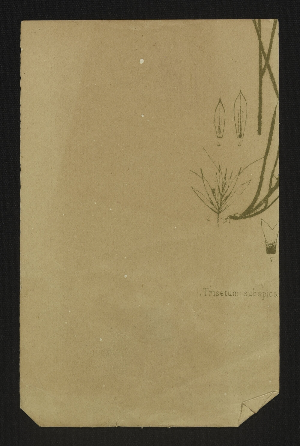 SA_Green27-037
